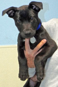 Picture of Onyx