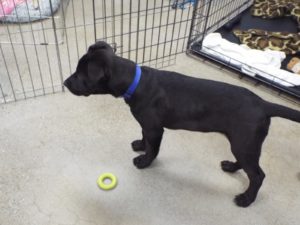 Picture of Onyx