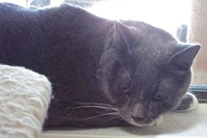 Picture of Oreo
