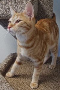 Picture of Peso