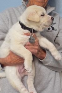 Picture of Pilgrim