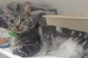 Picture of Pong