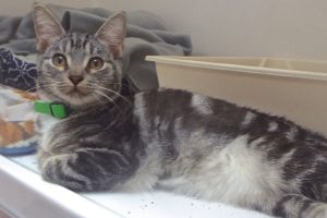 Picture of Pong