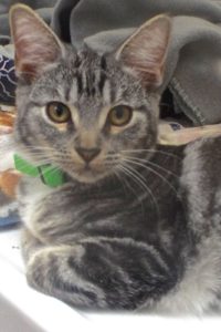 Picture of Pong