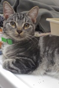 Picture of Pong