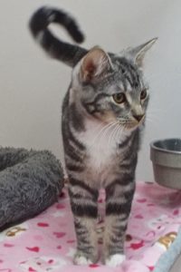 Picture of Pong