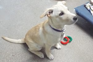 Picture of Priscilla