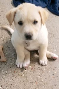 Picture of Priscilla