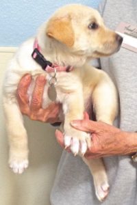 Picture of Priscilla