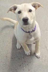 Picture of Priscilla