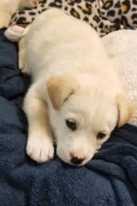 Picture of Pumpkin