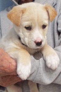Picture of Pumpkin