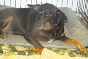 Picture of Rocco