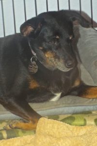 Picture of Rocco