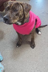 Picture of Ruby
