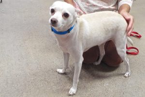 Picture of Snowball