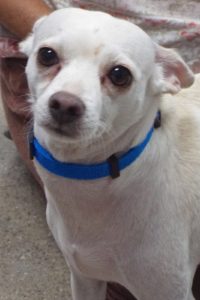Picture of Snowball