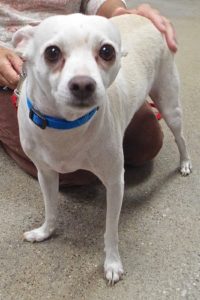 Picture of Snowball