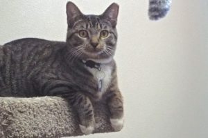 Picture of Sundae