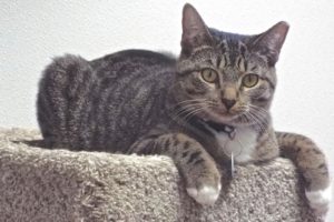 Picture of Sundae