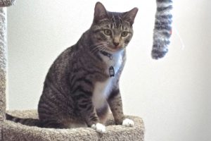 Picture of Sundae