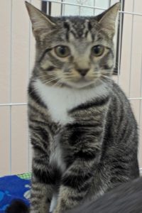 Picture of Sundae