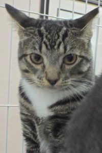 Picture of Sundae