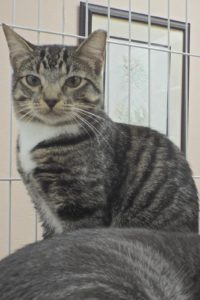 Picture of Sundae