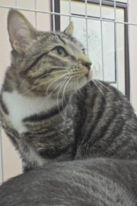 Picture of Sundae