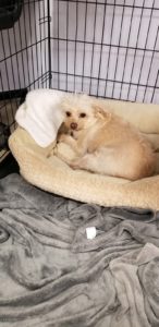 Picture of Sunny