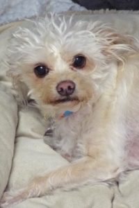 Picture of Sunny