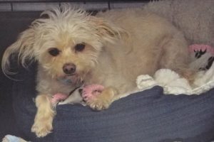 Picture of Sunny