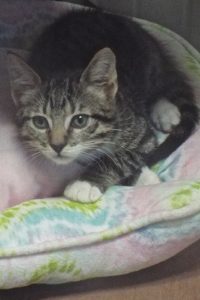 Picture of Taco