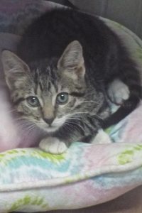 Picture of Taco