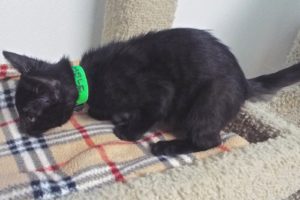 Picture of Thimble