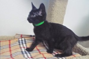 Picture of Thimble