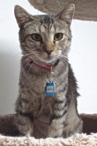 Picture of Ambrosia