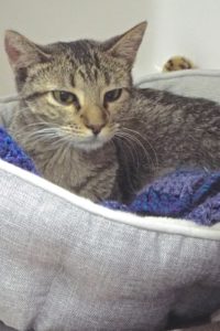 Picture of Ambrosia