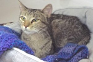 Picture of Ambrosia