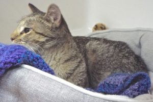 Picture of Ambrosia