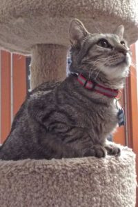 Picture of Ambrosia