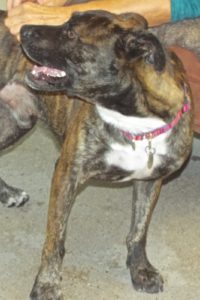 Picture of Amigo