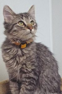 Picture of Amour