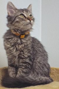 Picture of Amour