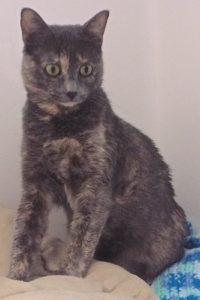 Picture of Basil