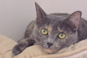 Picture of Basil