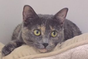 Picture of Basil