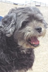 Picture of Bookie