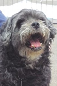 Picture of Bookie
