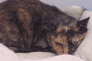 Picture of Callie